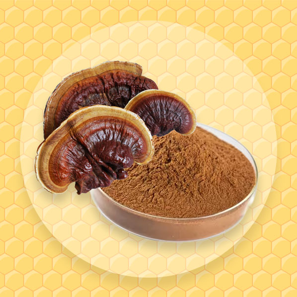 Reishi Mantarı Extractı Tozu 